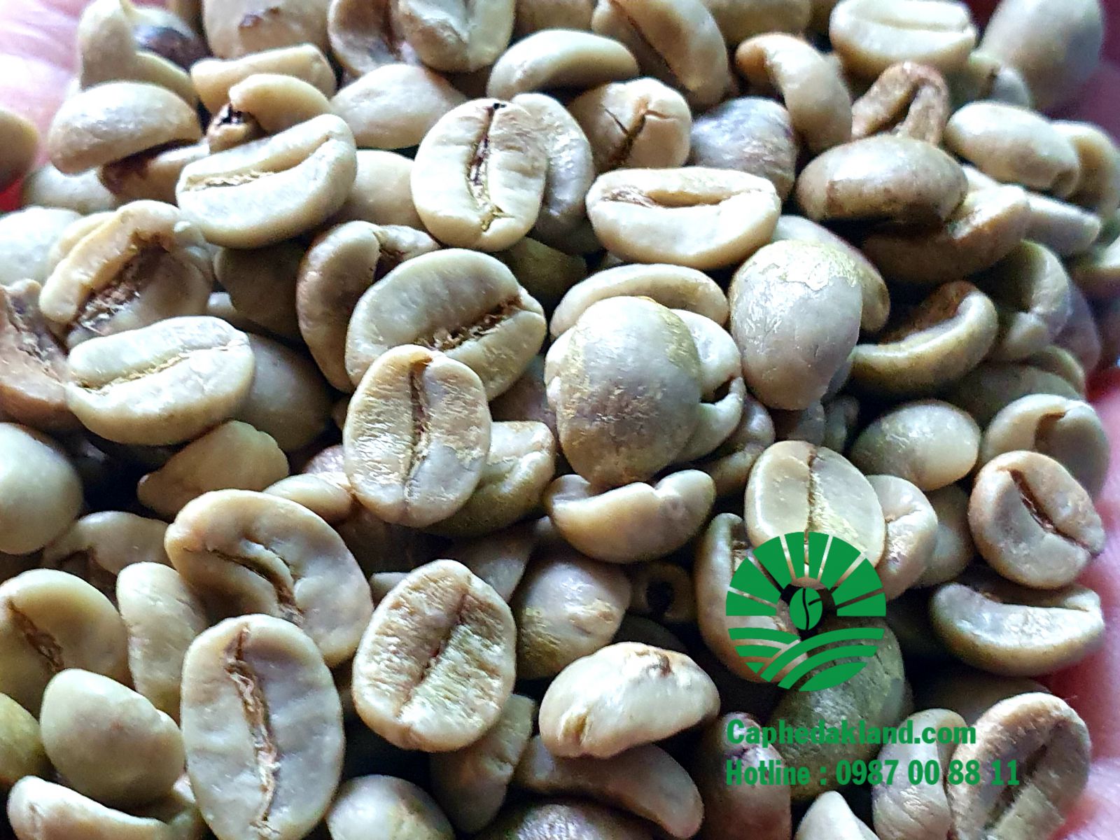 CÀ PHÊ SẠCH ARABICA CẦU ĐẤT  Vị chua đặc trưng, hương thơm nhẹ, thích hợp dùng cho cà phê pha máy theo 