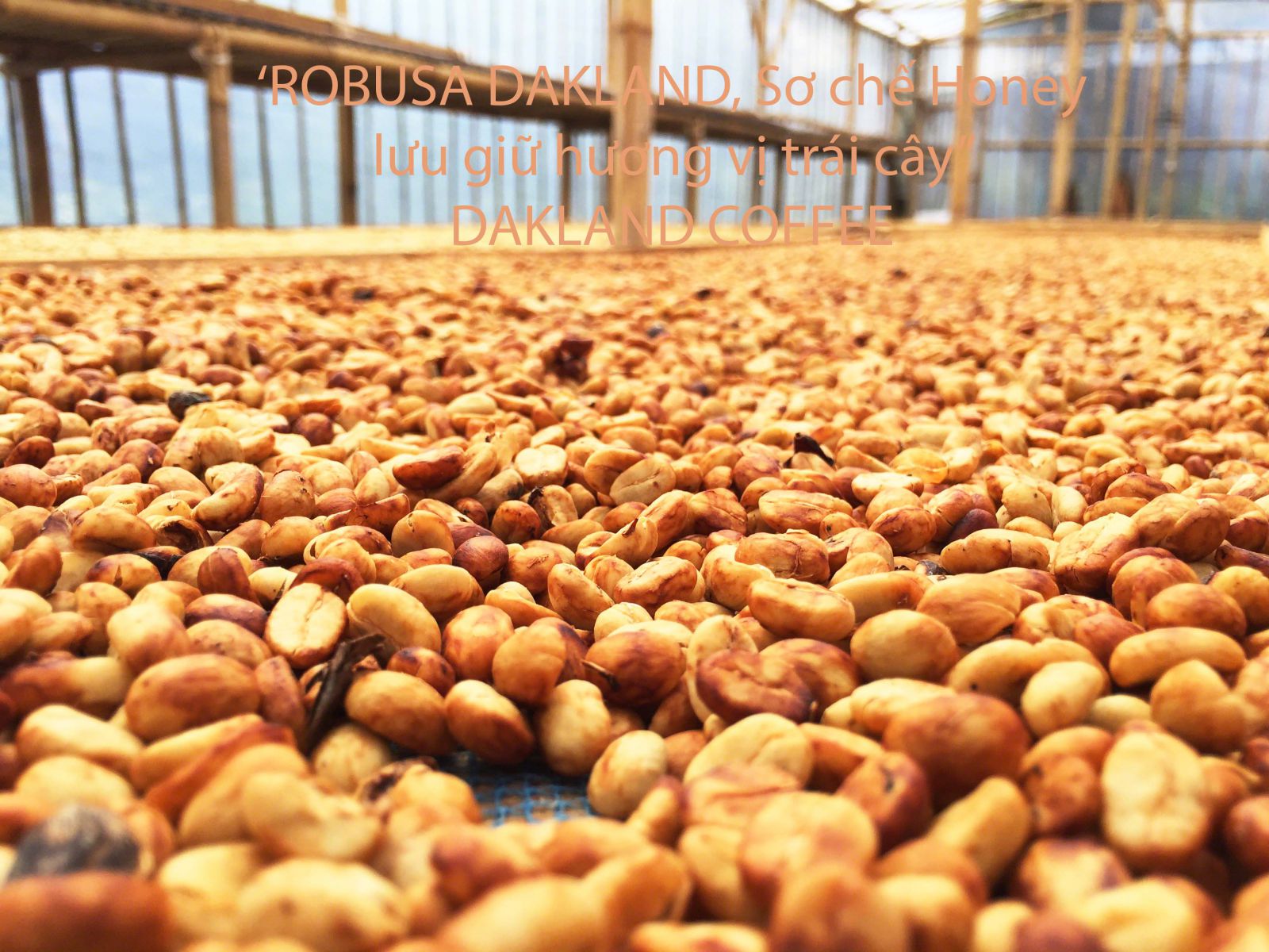robusta -honey